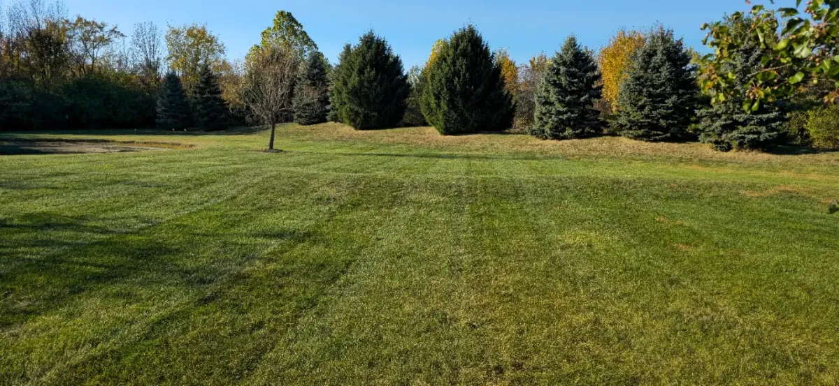 Well-maintained lawn bordered by trees